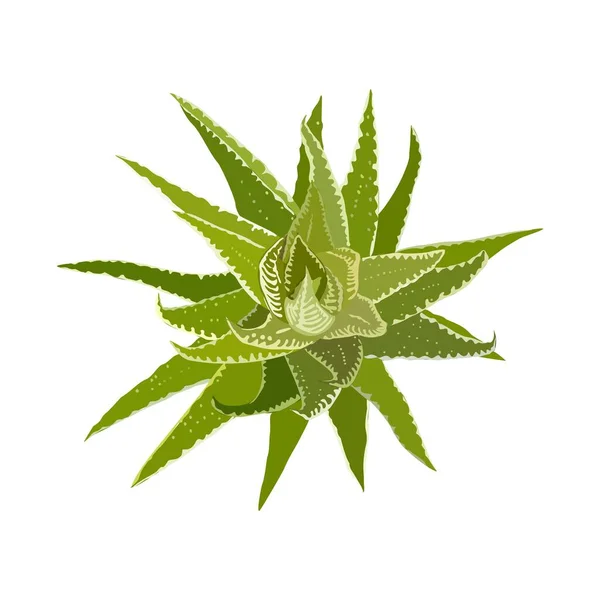 アロエハウス植物のトップビュー インテリアデザインのための豊かな屋内植物カラフルな図面 白い背景に切り取られたベクトル現実的なイラスト — ストックベクタ
