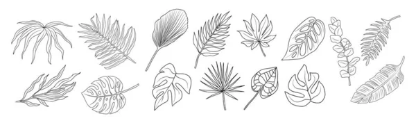 Ligne Art Feuilles Tropicales Ensemble Illustrations Vectorielles Botaniques Vintage Palmiers — Image vectorielle