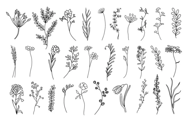 Zestaw Malutkich Dzikich Kwiatów Roślin Linii Wektor Sztuki Ilustracje Botaniczne — Wektor stockowy