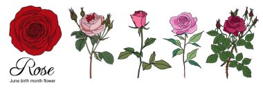 Rose June doğum ayı çiçek renkli vektör çizimleri beyaz arka planda izole edildi. Logo, dövme, duvar sanatı, poster, ambalaj ve çıkartmalar için modern minimalist tasarım. Kırmızı ve pembe güller.