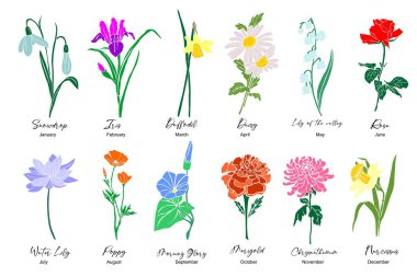 Bahçedeki çiçeklerin botanik seti. Muhteşem kar damlası, nergis, süsen çiçeği, gül, haşhaş, kadife çiçeği, beyaz arka planda izole edilmiş zambak çiçeği. Renkli vektör çizimi, doğum ayı çiçekleri