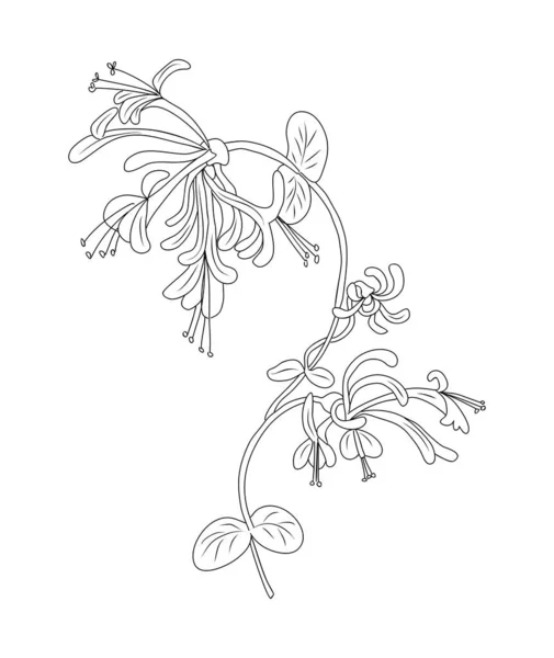 Madreselva Junio Nacimiento Mes Línea Flores Dibujo Arte Lonicera Periclymenum — Archivo Imágenes Vectoriales