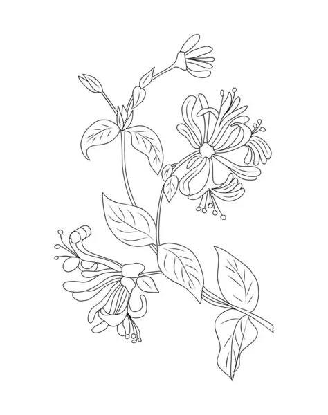 Czerwiec Wiciokrzew Miesiąc Urodzenia Kwiat Linia Sztuki Rysunek Lonicera Periclymenum — Wektor stockowy