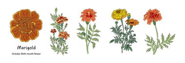 Marigold Ekim doğum ayı çiçek renkli vektör çizimleri beyaz arka planda izole edildi. Logo, dövme, duvar sanatı, poster, ambalaj, çıkartmalar, baskılar için modern minimalist tasarım. 