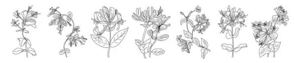 Σύνολο Honeysuckle Ιούνιος Μήνα Γέννησης Σχέδια Λουλουδιών Βοτανική Γραμμή Τέχνης — Διανυσματικό Αρχείο