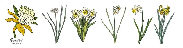 Narcissus Prosinec Narození Měsíc Květinové Barevné Vektorové Ilustrace Nastavit Izolované — Stockový vektor