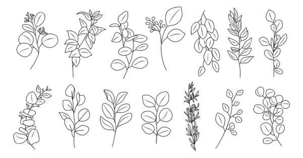Linka Eukalyptové Větve Listy Nastaveny Obrys Vinobraní Botanické Kresby Moderní — Stockový vektor
