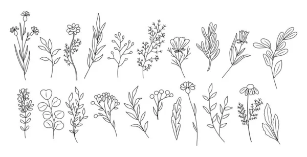 Sada Drobných Divokých Květin Rostlin Linie Umění Vektorové Botanické Ilustrace — Stockový vektor