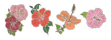 Hibiscus çiçekleri seti renkli vektör botanik çizimler. Beyaz arka planda izole edilmiş, yapraklarla çizilmiş tropikal çiçekler. Logo, dövme, duvar sanatı için modern tasarım.