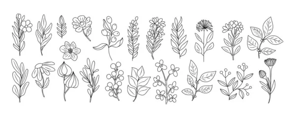 Sada Drobných Divokých Květin Rostlin Linie Umění Vektorové Botanické Ilustrace — Stockový vektor