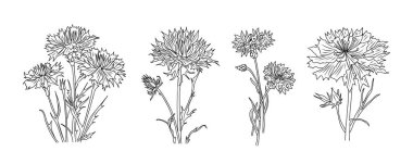 Beyaz arkaplanda izole edilmiş siyah Cornflower mürekkep botanik çizimi seti. Knapweed çiçeği, Centaurea siyah çizim. Logo, dövme, duvar sanatı, markalaşma ve paketleme için moda tasarımı.