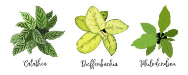 Popüler ev bitkileri seti. Calathea, dieffenbachia, peyzaj için filodendron, mimari ve iç tasarım. Peyzaj mimarı. Vektör illüstrasyonu beyaz arkaplanda izole edildi.