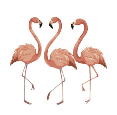 Bir dizi egzotik pembe flamingo kuşu. Şeftali rengi gül tüylü flamingolar ayakta duruyor. Beyaz arkaplanda izole edilmiş pembe tüylü flam kuş çizgi film vektör çizimi.