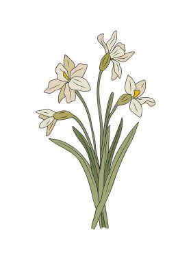 Narcissus, Aralık ayı çiçek rengi sanat çizgisi illüstrasyonu. Dövme, logo ve beyaz arka planda izole edilmiş duvar resimleri için taslak çizimi.