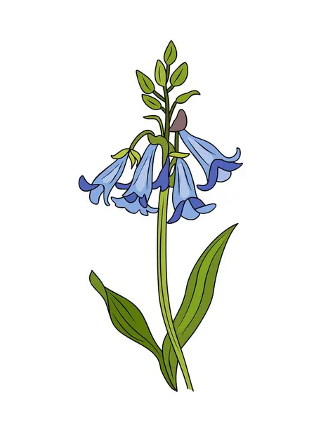 Bluebells Fleurs Sauvages Vecteur Illustration Colorée Schéma Botanique Coloré Clipart — Image vectorielle