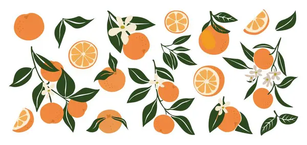 Ręcznie Rysowane Abstrakcyjne Pomarańcze Zbiór Całych Ciętych Mandarynek Gałęzi Kwiatów Wektor Stockowy