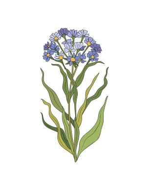 Verbena çiçek renkli vektör botanik çizimi. Renkli taslak çizimi. Logo, dövme, duvar sanatı için modern tasarım. Beyaz arkaplanda izole.