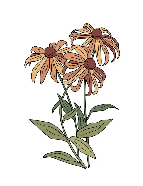 Black Eyed Susan Flowers Leaves Colored Outline Drawing Vector Botanical 图库矢量图片