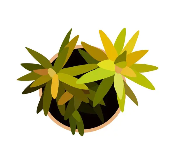 Hauspflanze Von Oben Gesehen Topfblume Buntes Symbol Für Landschaft Architektur Stockillustration