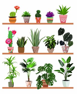 Raflardaki kapalı bitkiler vektör çizimleri ayarlandı. Ev bitkileri el yapımı tencereler. Saplı ve yapraklı egzotik çiçekler. Ficus, palmiye, canavar, dracaena, kaktüs, izole botanik tasarım elementleri..