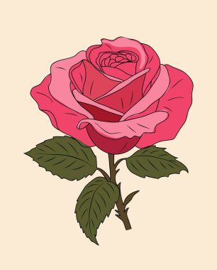 Rose June doğum ayı çiçek renkli vektör çizimi beyaz arkaplanda izole edildi. Logo, dövme, duvar sanatı, poster, ambalaj, çıkartmalar için modern minimalist tasarım