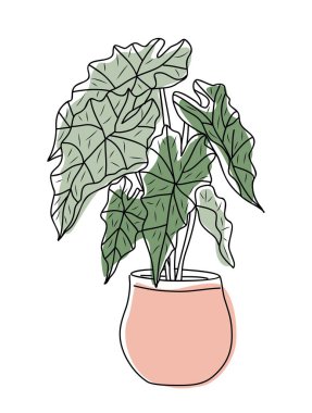 Alocasia saksı ev bitkisi vektör çizimi. Tropikal kapalı alan yeşilliklerinin renkli çizimi. Dekoratif botanik element beyaz arkaplanda izole edildi