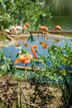 Pembe flamingo sürüsü arka planda yeşil ağaçların ve koruma alanının çalılarının üzerinde