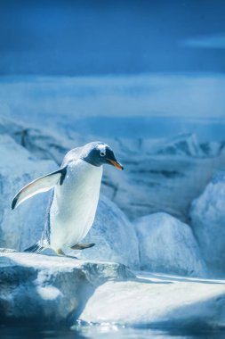 Bir gentoo pengueni kar ve buzda yürüyor. Kanatları açık, yakın plan.