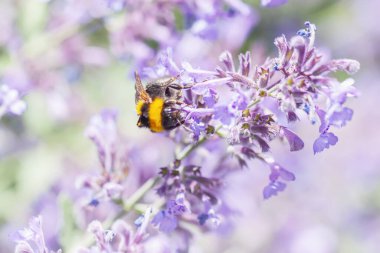 Bal arısı mor çiçekten nektar topluyor, yaz otlağı, bulanık arka plan. Seçici yumuşak odak