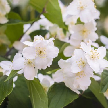 Güzel kokulu beyaz çiçekler Bahçede, ilkbaharda, yazın başında