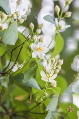 Yeşil yapraklı çalılıklarda, doğal arkaplan üzerinde beyaz the Philadelphia veya Sahte Portakal çiçekleri