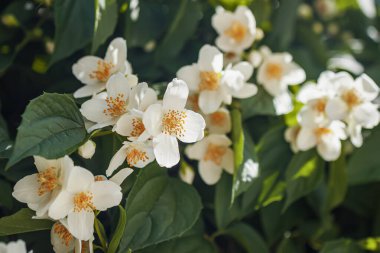 Yasemin şubesini kapatın. Doğal arka plan, bahar yaz konsepti.