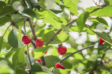 Ağaç dalında olgun kirazlar, güneşli bir günde yaz bahçesi, doğal bir arka plan.
