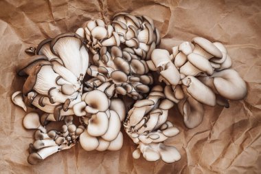 Kağıt kaplama arka planda yenilebilir istiridye mantarları. Vejetaryen yemeği, sağlıklı beslenme konsepti