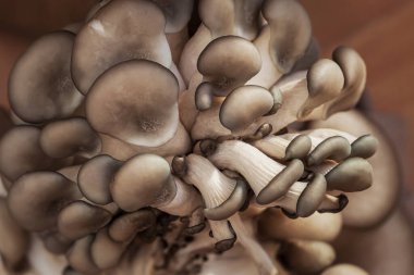 İstiridye mantarları, üst görünüm, sağlıklı beslenme, diyet, seçici odaklı yemek geçmişi.