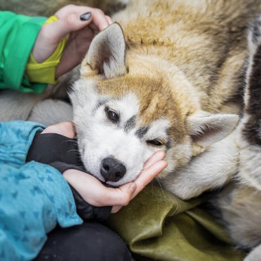 Genç kız köpeği okşar, güvenen köpek tatmin olur ve zevkten zevk alır.