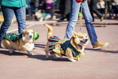 Bir çift köpek, tatlı Galli Corgi. Aziz Patrick Günü 'nün kutlanması, şehir geçidi, geleneksel karnaval.