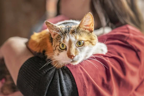 Vyděšená Tříbarevná Kočka Rukou Dobrovolnice Útulek Pro Zvířata Bez Domova Stock Fotografie