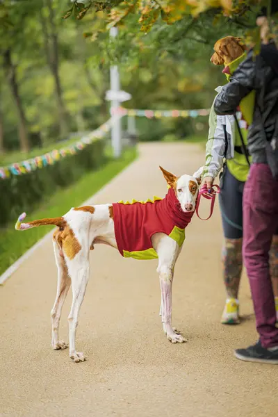 Elegant hunting breed dog in jacket next to owner, walk in summer park