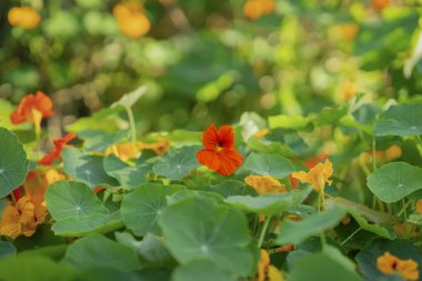 Yeşil yapraklı parlak kırmızı nasturtium çiçekleri, doğanın pitoresk güzelliği, doğal yaz arkaplanı