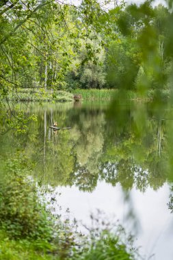 Yeşil ormandaki gölet. Idyllic manzara, rüya manzaralı renkli doğa