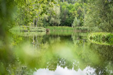 Güneşli yeşil ormanda ördeklerin olduğu sakin bir gölet. Bir yaz günü yeşillik.
