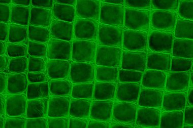 Orijinal deri kaplama, deri sürüngeni, parlak yeşil iz. Doğal arka plan. Alışveriş, üretim kavramı