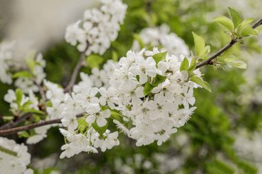 Çiçekli bahar doğal arka plan. Çiçek açan kiraz dalları yakın plan