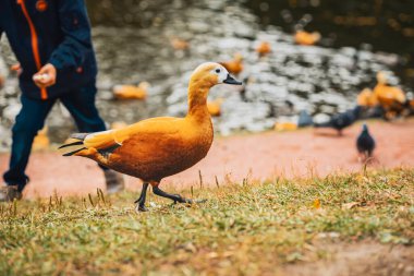 Duck is walking on grass near pond against backdrop of blurred people. Autumn, leaf fall concept clipart