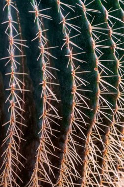 Bir sürü dikenli kaktüse yakın.