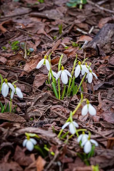 Delicate fragile snowdrops among last years dry fallen leaves. Spring concept