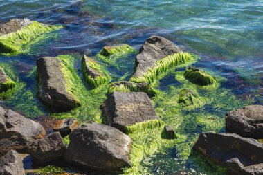 Yeşil yosunlarla kaplı kaya taşları kıyıda deniz suyunda, doğa arka planında.
