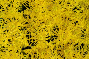 Parlak sarı kasımpatı, doğal arka plan. Kasımpatı duvar kağıdı, sonbaharda kasımpatı.