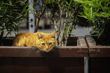Şirin kırmızı kedi, tahta çiçek tarhında dinleniyor. Açık havada çiçekler var.
